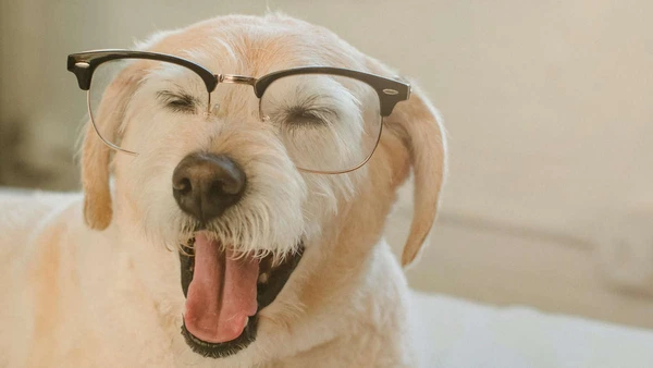 Saiba quais critérios técnicos Stanley Coren utilizou para classificar o desempenho das raças mais famosas.