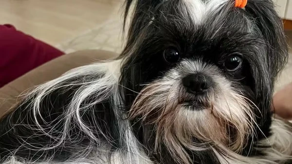 Shih tzu morre após ser esquecida dentro de carro de pet shop: 'Acabaram com o nosso Natal'