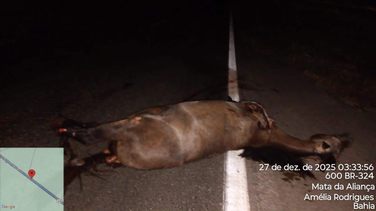 Homem morre após atropelar cavalo, atravessar canteiro central e bater de frente com caminhão na BR-324 por Reprodução