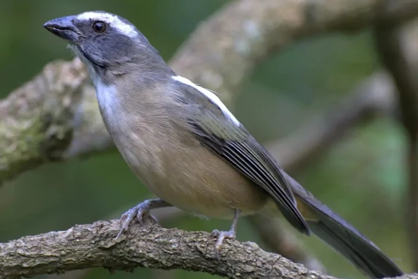 Trinca-ferro foi uma das espécies resgatadas