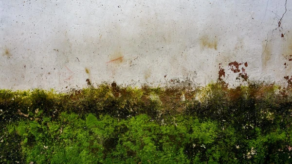 Um método acessível promete eliminar o musgo em poucos minutos