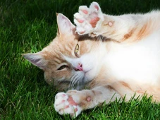 Imagem - Gatos sentem calor, mas não é fácil perceber quando eles precisam de ajuda; veja os sinais