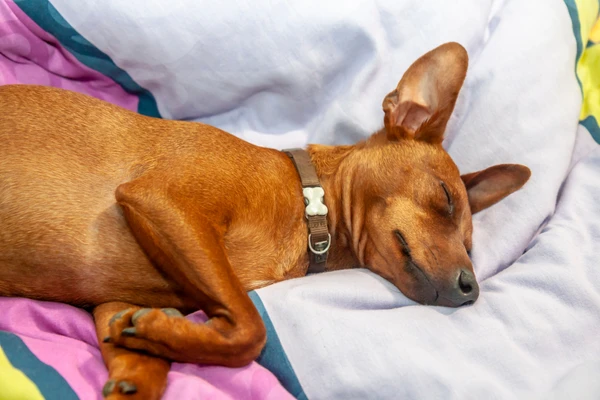 Preguiça por Reprodução