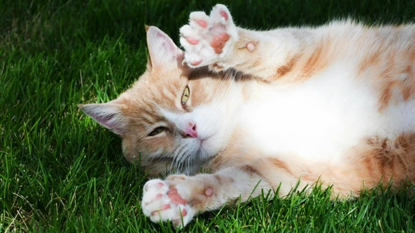 Veterinária explica quando o calor deixa de ser inofensivo para os gatos