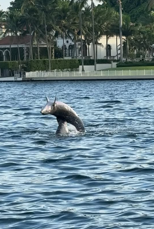  Gisele Bündchen compartilhou registros ao lado da família por Reprodução | Instagram