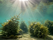 Imagem - O efeito que surpreendeu os cientistas após 1,5 mil árvores de Natal terem sido jogadas em lago