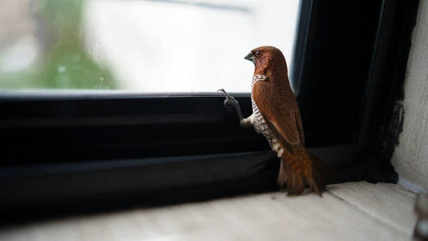 Um pássaro bicando a janela pode estar reagindo ao próprio reflexo e tentando 
