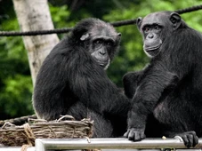 Imagem - Por que é impossível mexer os dedos dos pés um de cada vez como os chimpanzés?