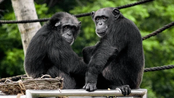 A diferença entre pés e mãos envolve músculos compartilhados, tendões longos e menos neurônios para os dedos dos pés