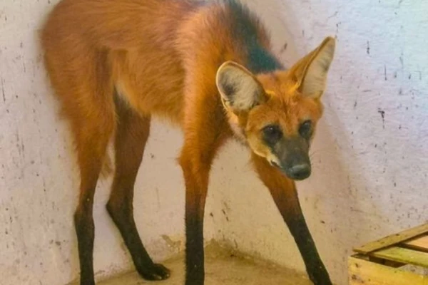 Lobo-guará foi encontrado em Vitória da Conquista por Divulgação
