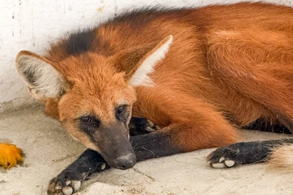 Lobo-guará foi encontrado em Vitória da Conquista