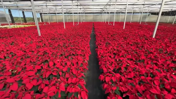 Poinsétia também é conhecida como a flor-do-Natal  por Reprodução