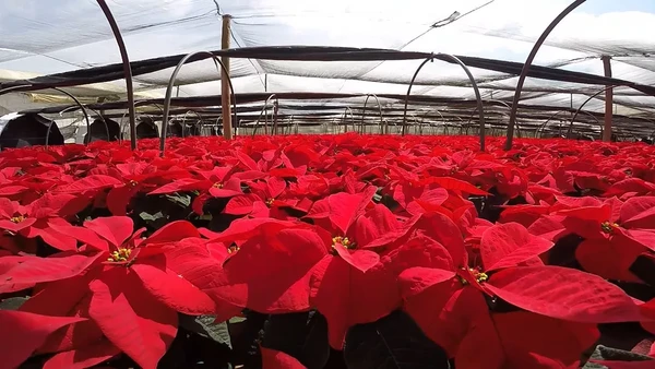 Poinsétia também é conhecida como a flor-do-Natal  por Reprodução