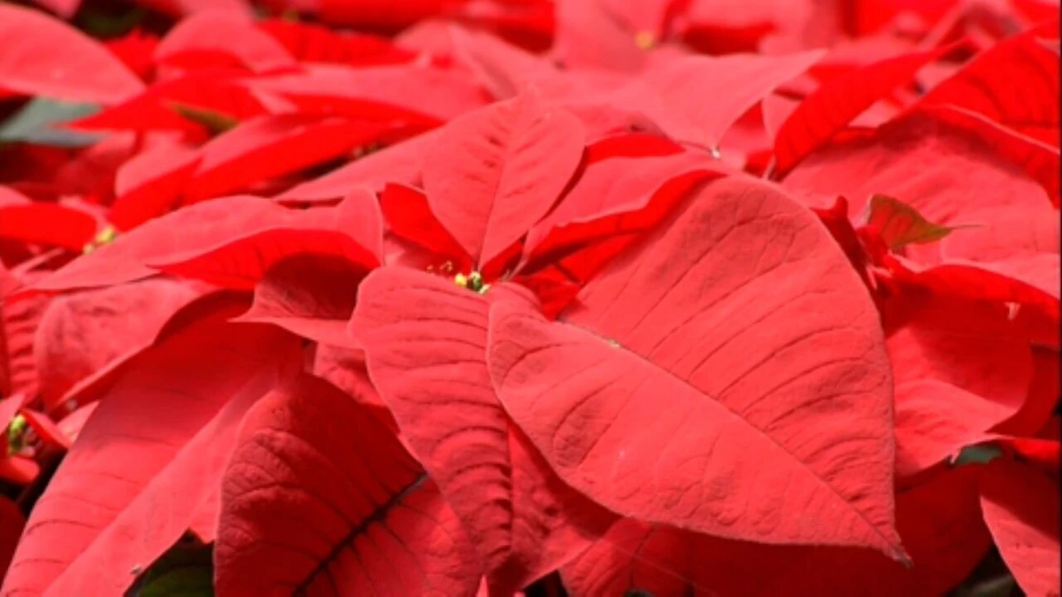 Poinsétia também é conhecida como a flor-do-Natal  por Reprodução