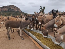 Imagem - Leite de jumenta vira aposta para saúde, cosméticos e economia do Nordeste