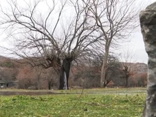 Imagem - O mistério da árvore que chora desde 1990 e nenhum cientista consegue explicar