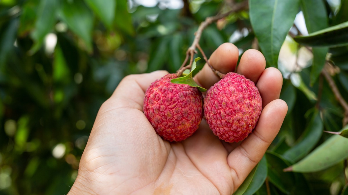 Descubra os segredos dos especialistas para cultivar lichia com sucesso a partir do zero