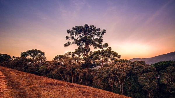 Explore as trilhas e a gastronomia internacional neste distrito encantador