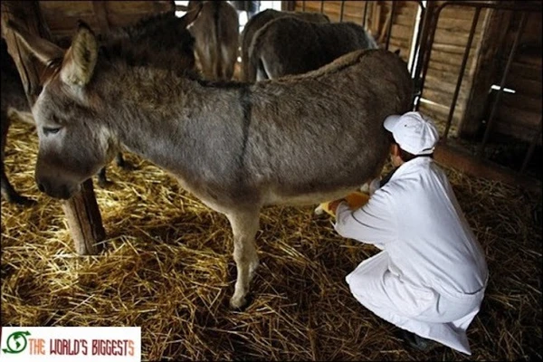 Leite de Jumenta por Divulgação
