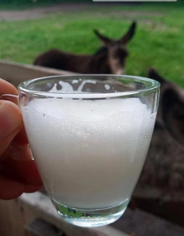 Leite de Jumenta por Divulgação
