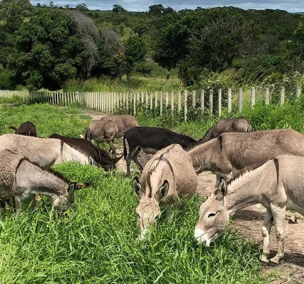 Leite de Jumenta por Divulgação