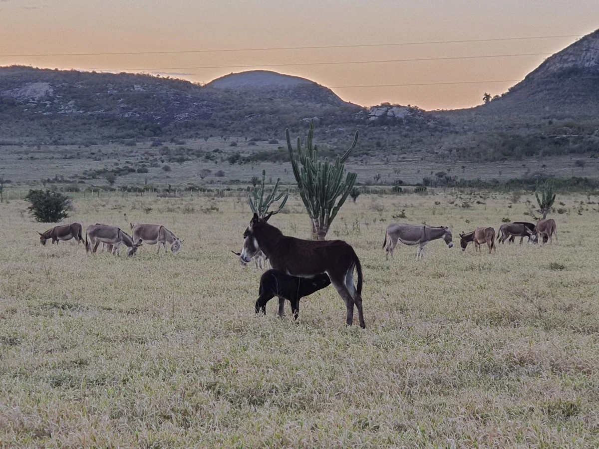 Leite de Jumenta por Divulgação