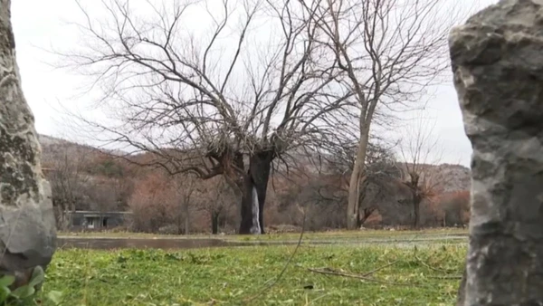 Saiba por que o tronco desta árvore expele água sob pressão após as chuvas de inverno