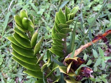 Imagem - A planta ideal para colocar na porta de casa e atrair riqueza e prosperidade em 2026 já é bem conhecida