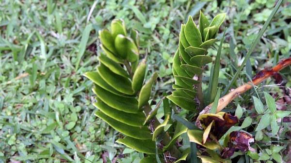 A zamioculca é ligada à abundância duradoura e à proteção energética, além de ter crescimento constante e manutenção simples