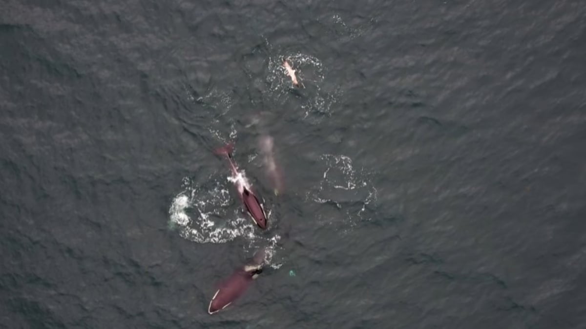 Descubra como a falta de presas motiva orcas a colaborar com golfinhos.
