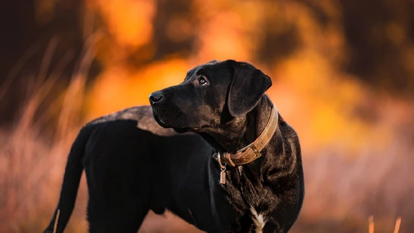 Quais são os limites da ligação entre os humanos e seus companheiros caninos?