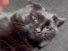 Imagem - A intenção pode até ser boa, mas pense bem antes de resgatar gatos da rua se você já tem um em casa