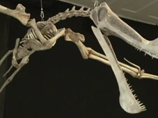 Imagem - Fóssil de vômito revela espécie inédita que vivia na pré-história no Brasil