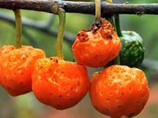 Imagem - Mama-cadela: a fruta pouco conhecida que fornece 100% da vitamina C diária