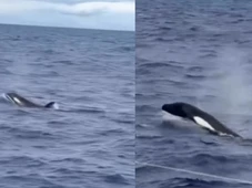 Imagem - Pescador faz registro raro de orcas no litoral da Bahia; assista