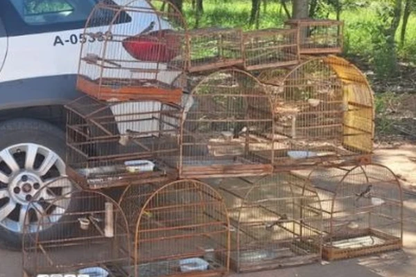 Dez aves silvestres foram resgatadas