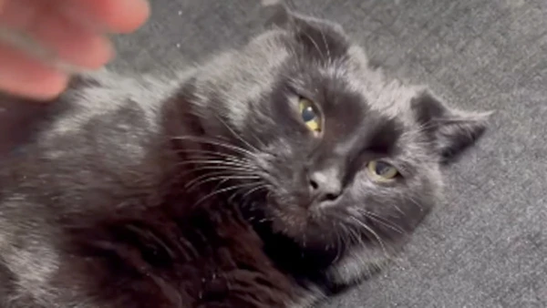 Entenda por que a introdução repentina de outro gato pode virar estresse e por que, às vezes, separar caminhos é o gesto mais cuidadoso.