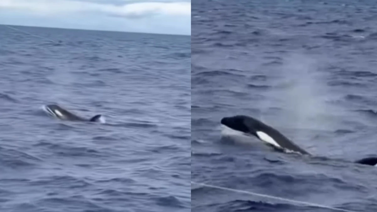 Orcas são avistadas no litoral da Bahia