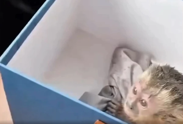 Filhote de macaco é resgatado após ficar agarrado à mãe morta em atropelamento por Reprodução