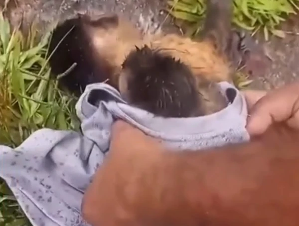Filhote de macaco é resgatado após ficar agarrado à mãe morta em atropelamento por Reprodução