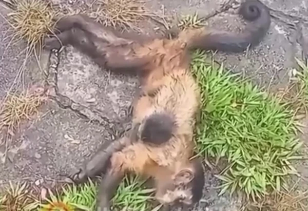 Filhote de macaco é resgatado após ficar agarrado à mãe morta em atropelamento por Reprodução