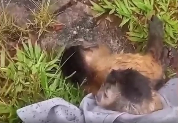 Filhote de macaco é resgatado após ficar agarrado à mãe morta em atropelamento