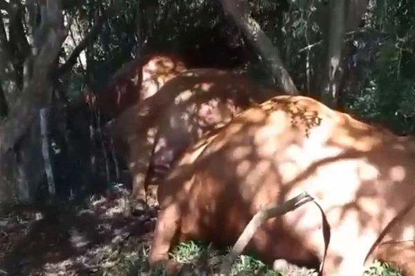 Tempestade com raios matou animou