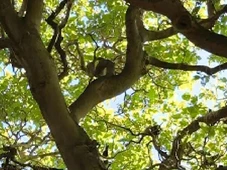 Imagem - Turista captura fenômeno raro das árvores que comem pássaros em ilha na Austrália