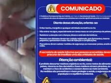 Imagem - Prefeitura alerta para aumento de ataques de piranhas em cidade da Bahia