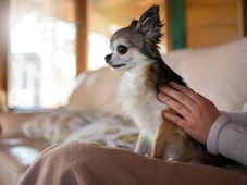 Imagem - Cidade aprova lei e vai multar quem viajar e deixar cachorro ou gato sozinho em casa: R$ 10 mil
