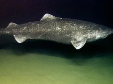 Imagem - Tubarão de quase 400 anos intriga cientistas com metabolismo que desafia as leis do envelhecimento