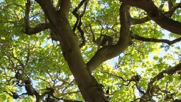Árvore é responsável pela morte de centenas de aves no Indo-Pacífico