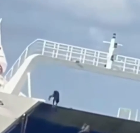 ITS afirma que manobras são proibidas por Reprodução