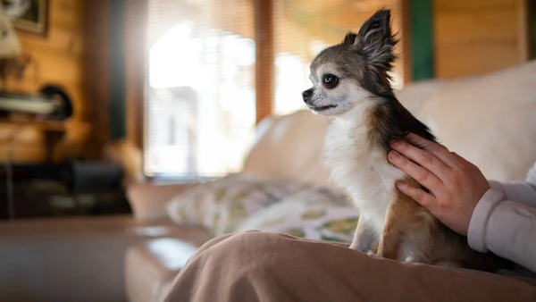 Tutores de Santos precisam de atenção redobrada ao viajar; lei prevê multas pesadas para quem deixar pets sozinhos
